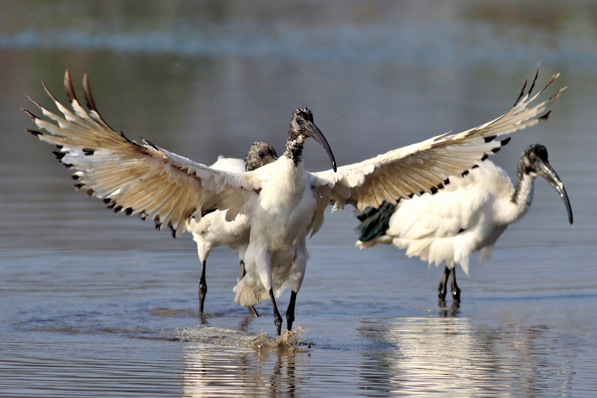 Ibis Sacro , in onore del dio Thot